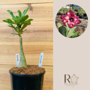 0611 26 Rosa do Deserto Blossom