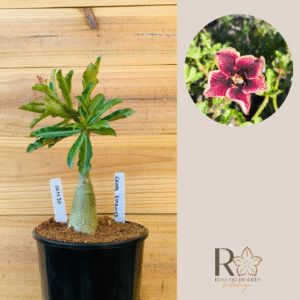 0611 20 Rosa do Deserto Grape Essence