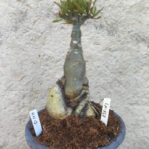 1111 12 Big Caudex LM 768