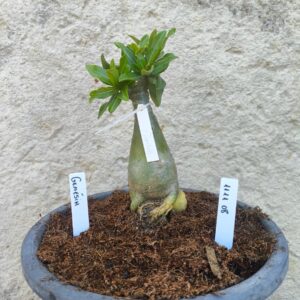 1111 08 Big Caudex Genesia