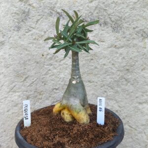 1111 10 Big Caudex Duquesa