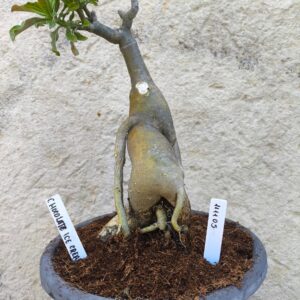 1111 05 Big Caudex Chocolate Ice Cream