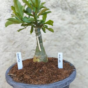 1111 04 Big Caudex Encantus