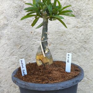 1111 02 Big Caudex Mustang Black