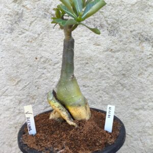 1111 01 Big Caudex Van Helsing