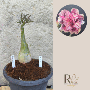 1111 17 Big Caudex Luxury