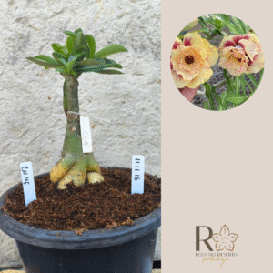 1111 16 Big Caudex CN 46