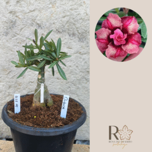 1111 14 Big Caudex Duquesa