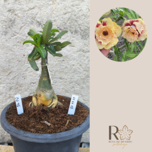 1111 13 Big Caudex CN 46