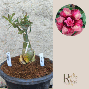 1111 09 Big Caudex Duquesa