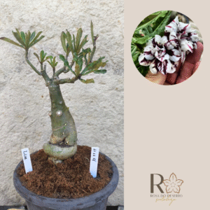 1111 11 Big Caudex Lilac