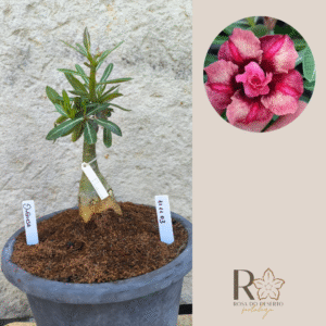 1111 03 Big Caudex Duquesa