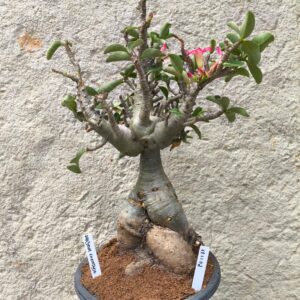 1211 02 Baoba Arabicum Exertada