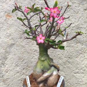 1211 03 Baoba Arabicum Exertada