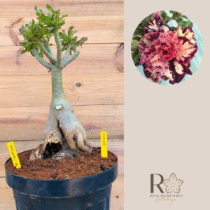 3110 03 Baoba Criptonita com Av.