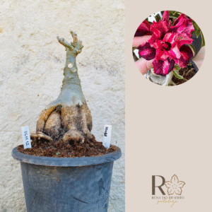 0611 12 Baobá Samba