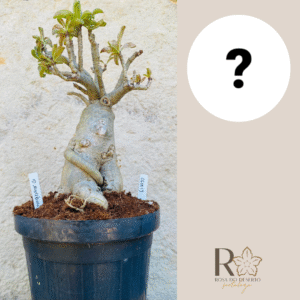 0611 13 Baoba ID MISTERIOSO