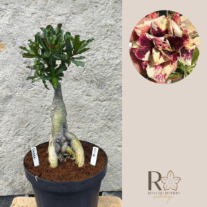 1211 06 Baoba Galaxia