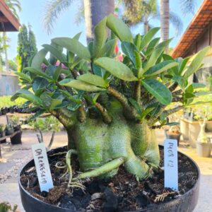 1408 12 Arabicum Darkseid - adulta