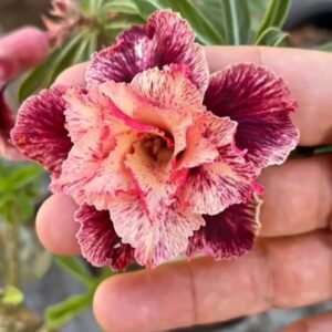 Baby - Rosa Do Deserto Supreme