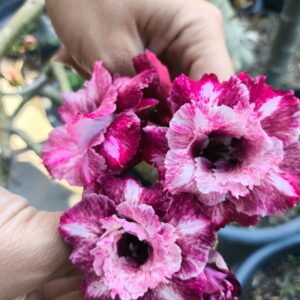 Pré Venda - Rosa do Deserto Mei Xiang 2