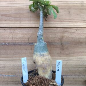 1411 18 Rosa do Deserto Cibelle