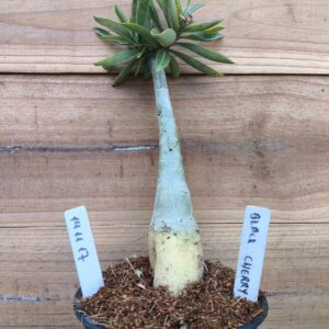 1411 17 Rosa do Deserto Black Cherry