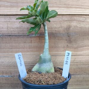 1411 01 Rosa do Deserto Girassol