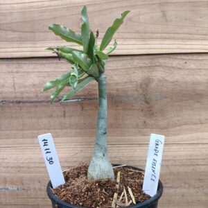 1411 30 Rosa do Deserto Grape Essence