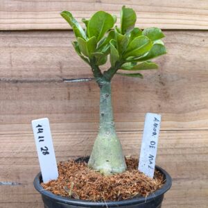 1411 28 Rosa do Deserto Amor de Mãe