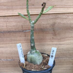 1411 80 Rosa do Deserto Céu Estrelado