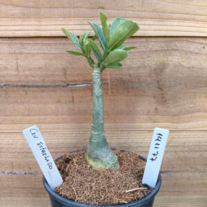 1411 77 Rosa do Deserto Céu Estrelado