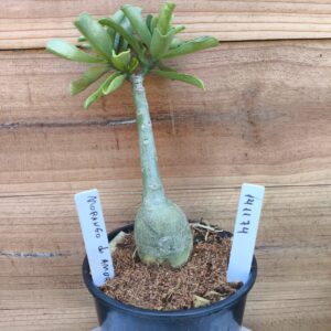 1411 74 Rosa do Deserto Morango do Amor