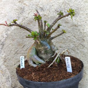 1411 02 Arabicum Ragnarok - adulta