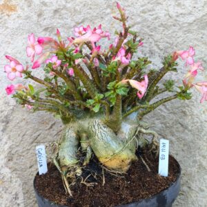 1411 03 Arabicum Godzilla - adulta ( RIFA)