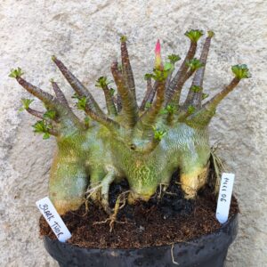 1411 06 Arabicum Black Thor - adulta ( RIFA)