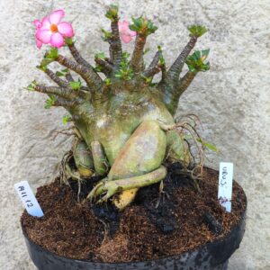 1411 12 Arabicum Urus - adulta