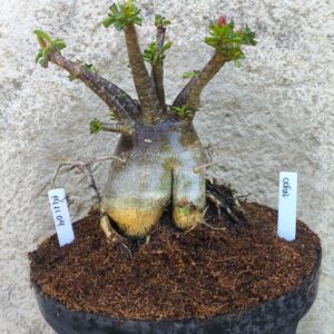 1411 04 Arabicum Odin - adulta