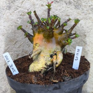 1411 07 Arabicum Hulk Black - adulta