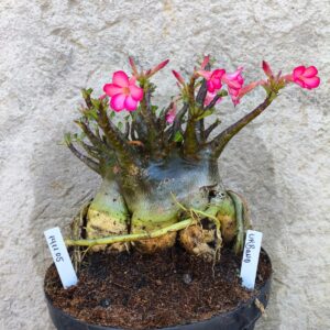 1411 05 Arabicum Urbano - adulta