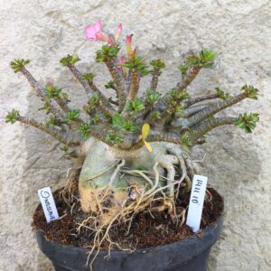 1411 10 Arabicum Dinossaur - adulta