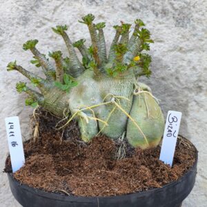 1411 16 Arabicum Bizão- adulta