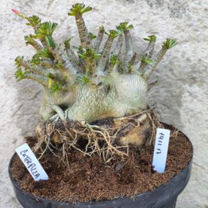 1411 17 Arabicum Caterpillar- adulta