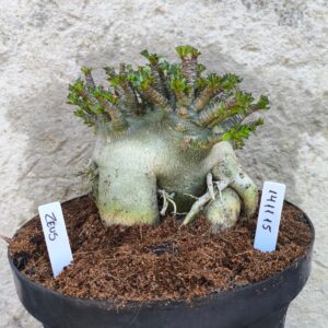 1411 15 Arabicum Zeus - adulta