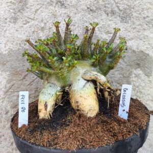 1411 20 Arabicum Colossus - adulta