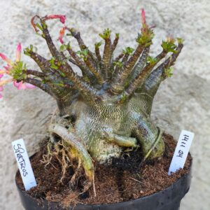 1411 24 Arabicum Spartacus - adulta ( RIFA )