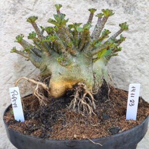 1411 23 Arabicum Popeye- adulta