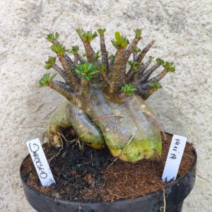 1411 19 Arabicum Darckseid- adulta