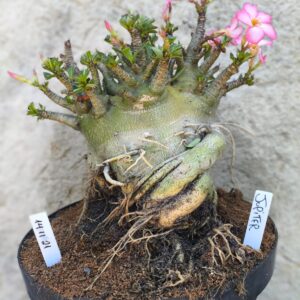 1411 21 Arabicum Jupiter- adulta