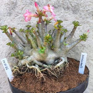 1411 22 Arabicum Megalodonte- adulta